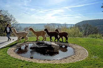 Alpakas in Pfedelbach-Heuberg | © Hohenloher Perlen
