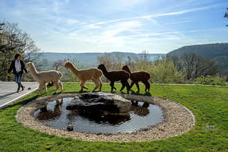 Alpakas in Pfedelbach-Heuberg | © Hohenloher Perlen