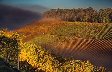 Weinberge im herbstlichen Nebel | © Touristikgemeinschaft HeilbronnerLand e.V.
