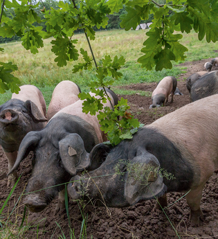 Bäuerliche Erzeugergemeinschaft Schwäbisch Hall w.V. und Bio Gewürzmanufaktur, Ecoland Herbs & Spices GmbH | © Touristikgemeinschaft Hohenlohe, Künzelsau / BESH