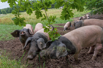 Bäuerliche Erzeugergemeinschaft Schwäbisch Hall w.V. und Bio Gewürzmanufaktur, Ecoland Herbs & Spices GmbH | © Touristikgemeinschaft Hohenlohe, Künzelsau / BESH