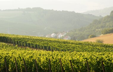 Becksteiner Winzer eG