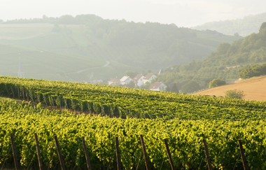 Becksteiner Winzer eG