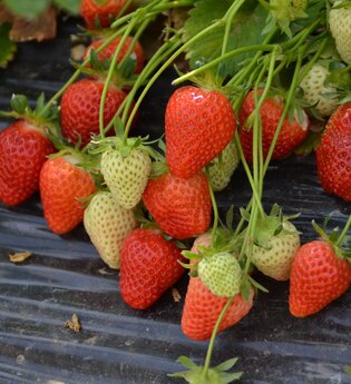 Beerenhof Grötzinger | Erdbeeren | Hofverkauf Brackenheim | © Neckar-Zaber-Tourismus e.V.