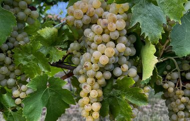 Besenwirtschaft Czech | © Weingut & Besenwirtschaft Czech