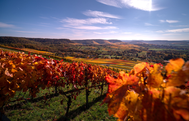 Herbstliche Weinlagen am Scheuerberg | © Touristikgemeinschaft HeilbronnerLand e.V.