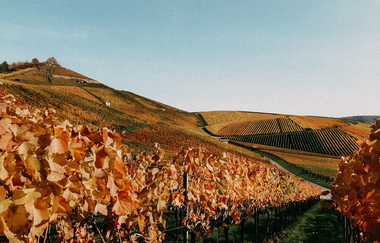 Besenwirtschaft Weingut Berthold | © Weingut Berthold