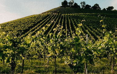 Besenwirtschaft Weingut Berthold | © Weingut Berthold