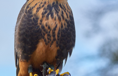 Ein Falker von der Bielriet Falknerei | © Hohenlohe + Schwäbisch Hall Tourismus