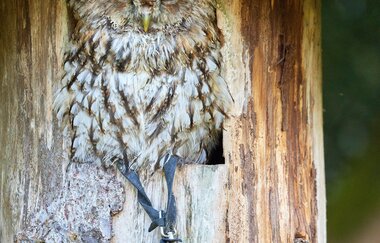 Bielriet Falknerei_Eule | © Hohenlohe + Schwäbisch Hall Tourismus