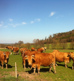 Bio-Hof Mayer | © Hohenlohe Schwäbisch Hall