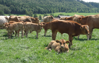 Bio-Hof Mayer | © Hohenlohe Schwäbisch Hall