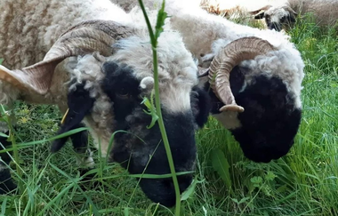 Biohof Dissinger | © Liebliches Taubertal