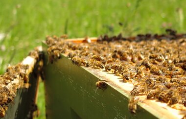 Flugbiene am Bienenstock | © Werthonig