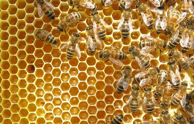 Honigwabe mit Bienen