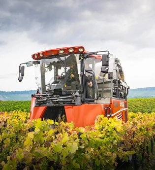 Traubenernte | Biolandhof Stengel | Brackenheim | © Neckar-Zaber-Tourismus e.V.