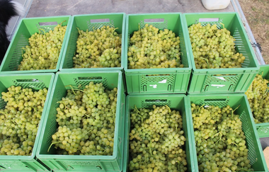 Trauben | Biolandhof Stengel | Brackenheim | © Neckar-Zaber-Tourismus e.V.