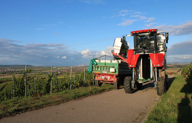 Weinberge | Biolandhof Stengel | Brackenheim | © Neckar-Zaber-Tourismus e.V.