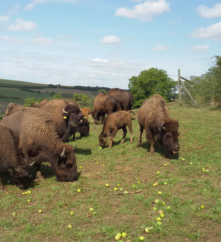 Bisonhof Alois Nuß | © Bisonhof Nuß