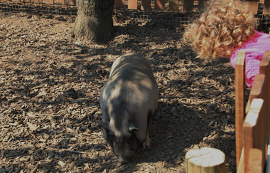 Bitzel Obsthof Hirschberg | © Beate Otto