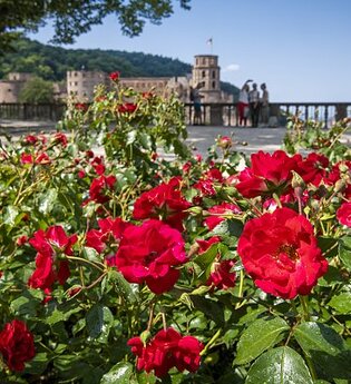 Scheffelterrasse Schloss Heidelberg im Blütenmeer | © Heidelberg Marketing GmbH