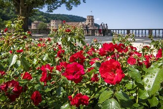Scheffelterrasse Schloss Heidelberg im Blütenmeer | © Heidelberg Marketing GmbH