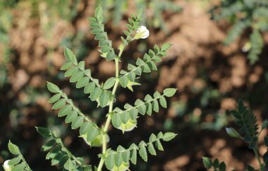 Bubenlohe | © Liebliches Taubertal