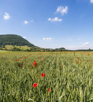 Burg Tierberg | © TMBW
