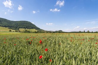 Burg Tierberg | © TMBW