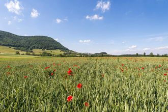 Burg Tierberg | © TMBW