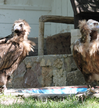 Mönchsgeier | Burgfalknerei Hohenbeilstein | Beilstein | HeilbronnerLand | © Burgfalknerei Hohenbeilstein