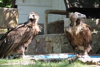 Mönchsgeier | Burgfalknerei Hohenbeilstein | Beilstein | HeilbronnerLand | © Burgfalknerei Hohenbeilstein