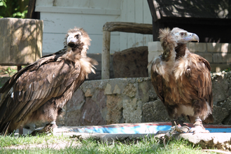 Mönchsgeier | Burgfalknerei Hohenbeilstein | Beilstein | HeilbronnerLand | © Burgfalknerei Hohenbeilstein