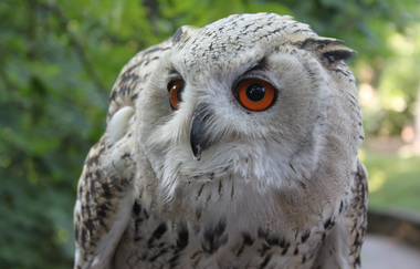 Sibirischer Uhu | Burgfalknerei Hohenbeilstein | Beilstein | HeilbronnerLand | © Burgfalknerei Hohenbeilstein