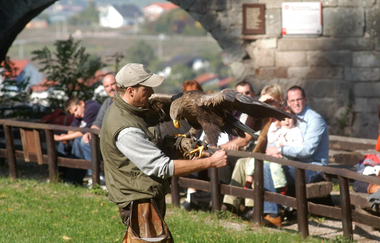 Burgfalknerei Hohenbeilstein