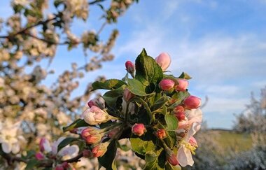 Blühender Ast eines Streuobstbaumes mit einem Weg und einer Streuobstwiese im Hintergrund | © Touristikgemeinschaft Hohenlohe e. V. | Tina Blanck