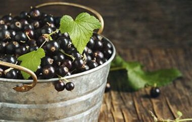 Blecheimer randvoll gefüllt mit schwarzen Johannisbeeren und einigen grünen Blättern | © Cassismanufaktur Danner GmbH & Co. KG