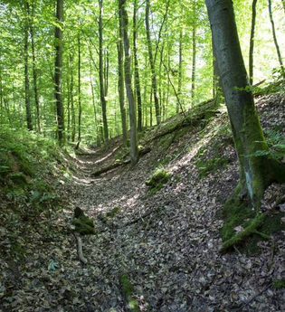 Eppinger Linien - Wallgraben im Wald | Eppingen | Naturpark Stromberg-Heuchelberg | HeilbronnerLand | © Naturpark Stromberg Heuchelberg | Stadt Eppingen