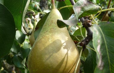 Claus Rank Spezialitaeten-Brennerei | Erlenbach | Weinsberger Tal | Obstbrände und Liköre | © Tourismus im Weinsberger Tal e.V.