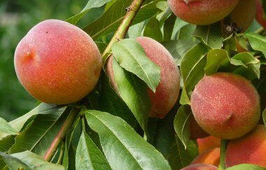 Claus Rank Spezialitaeten-Brennerei | Erlenbach | Weinsberger Tal | Obstbrände und Liköre | © Tourismus im Weinsberger Tal e.V.
