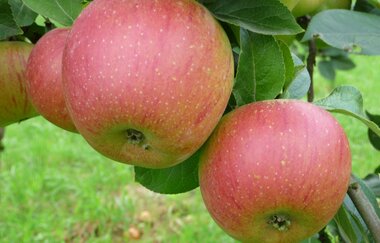Claus Rank Spezialitaeten-Brennerei | Erlenbach | Weinsberger Tal | Obstbrände und Liköre | © Tourismus im Weinsberger Tal e.V.