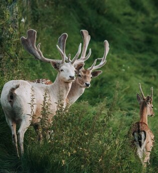 Zwei Damwildhirsche schauen hier, eine Hirschkuh läuft weg | © Touristikgemeinschaft Hohenlohe e. V. | Damwildgehege Waldenburg