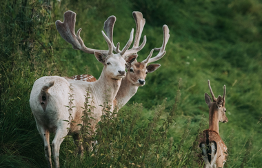 Zwei Damwildhirsche schauen hier, eine Hirschkuh läuft weg | © Touristikgemeinschaft Hohenlohe e. V. | Damwildgehege Waldenburg