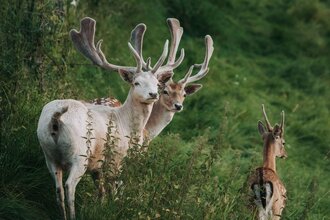 Zwei Damwildhirsche schauen hier, eine Hirschkuh läuft weg | © Touristikgemeinschaft Hohenlohe e. V. | Damwildgehege Waldenburg