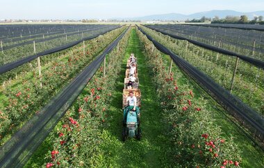 DER APFEL SCHNEIDER | © DER APFEL SCHNEIDER in Edingen