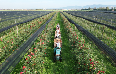 DER APFEL SCHNEIDER | © DER APFEL SCHNEIDER in Edingen