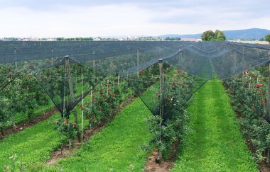 DER APFEL SCHNEIDER | © DER APFEL SCHNEIDER in Edingen