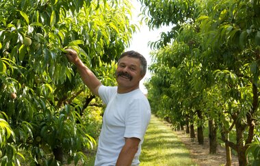 DER APFEL SCHNEIDER | © DER APFEL SCHNEIDER in Edingen