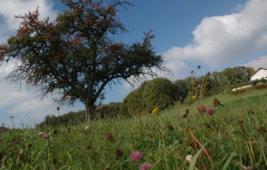 Streuobstwiese im Naturpark Schwäbisch-Fränkischer Wald | Wüstenrot | HeilbronnerLand | © Touristikgemeinschaft HeilbronnerLand
