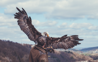 Greifenwarte Burg Guttenberg - Flugvorführungen & Falknerstunden | Haßmersheim  Neckartal | © Burg Guttenberg
